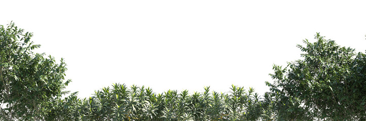 Various types of flowers grass bushes shrub and small plants isolated	
