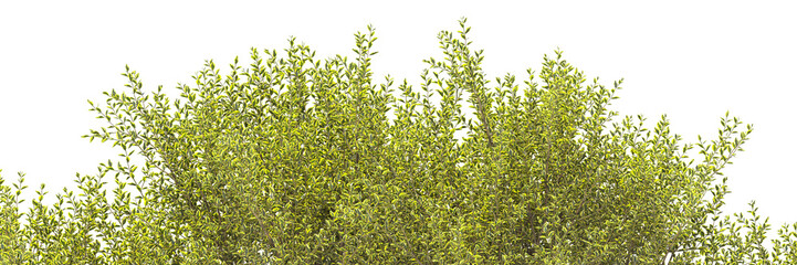 Various types of flowers grass bushes shrub and small plants isolated	
