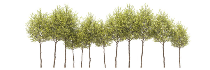 Fototapeta premium line of medium size tree with yellow and green leaves