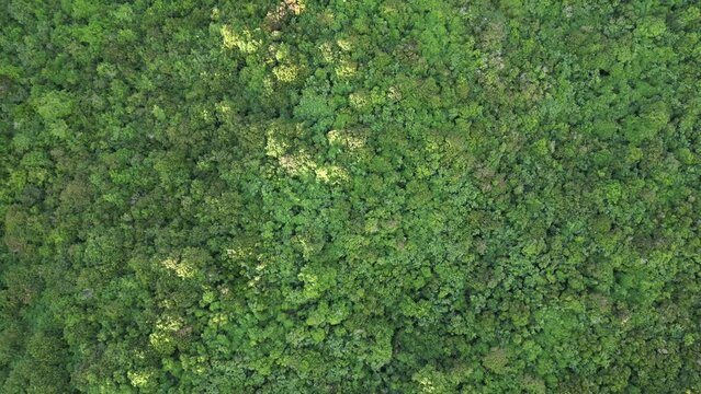 flying over jungle rainforest in puerto rico (las cabezas de san juan) green dense trees forest with sunset sun beams (nature landscape aerial drone footage looking down bird's eye view)
