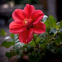 a red hibiscus flower and green leaves