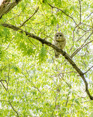 Closeup portrait of a barred owl sitting on a tree branch in spring time