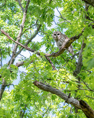 Closeup portrait of a barred owl sitting on a tree branch in spring time