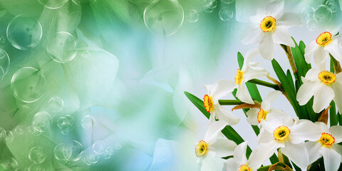 Bouquet of   white daffodil flowers. Floral spring background. Close-up. Nature.
