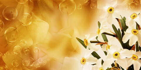 Bouquet of   white daffodil flowers. Floral spring background. Close-up. Nature.