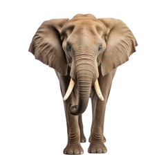 Obraz premium A large African elephant with tusks stands facing forward with a serious expression. The image is rendered in a realistic style. The background is black.
