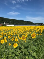 鳥取　夏休みのひまわり畑の絶景