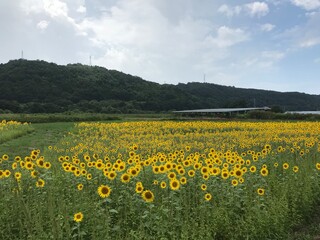 Fototapeta premium 鳥取 夏休みのひまわり畑の絶景