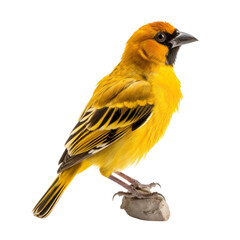 Fototapeta premium A vibrant yellow bird with black accents perched on a small rock, facing right. Its plumage is detailed and the background is isolated.
