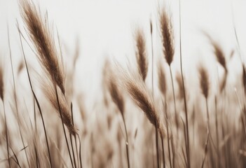 Fototapeta premium wall colors dry white background reed space minimal neutral copy grass floral close