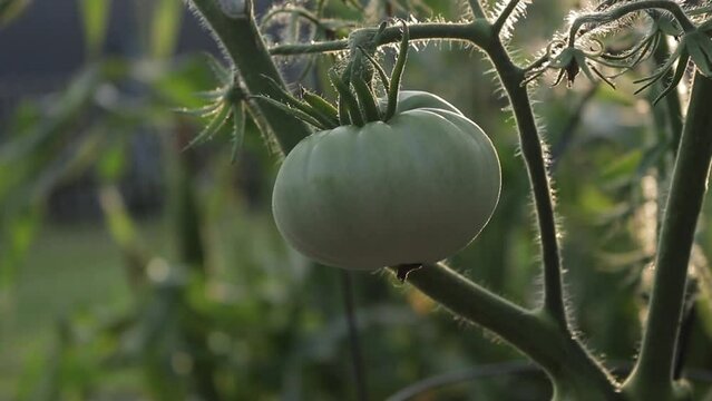 Revolving shot of a Big Green Tomato growing in the spring evening with the sun glowing in the back