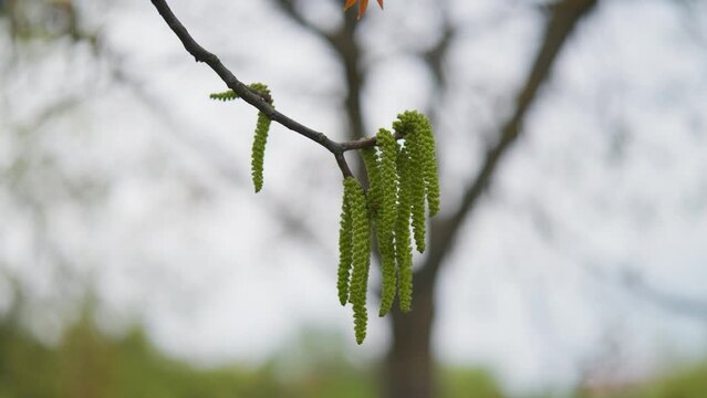 Long green catkin hang from Japanese alder tree branch, Czech Republic