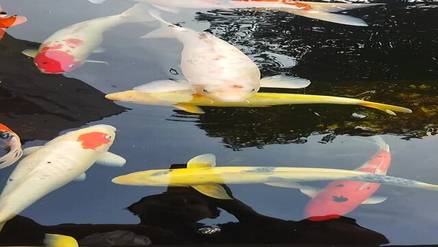 colorfull carp or koi fish swimming in the pond