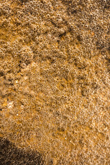 Small creature on the sea ; bubble forming in the sea ' unknown creature from the sea