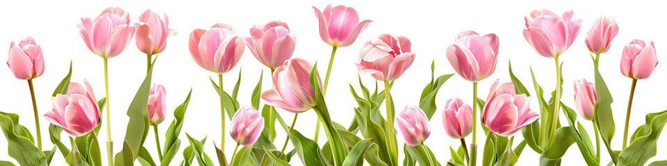 Fototapeta premium pink tulip bushes on a transparent background