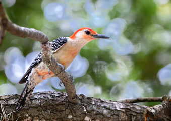 Red-bellied woodpecker (Melanerpes carolinus) looking for food over tree at Hermann Park, Houston, Texas, USA