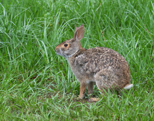 Swamp rabbit (Sylvilagus aquaticus), Brazos Bend state park, Needville, Texas, USA.