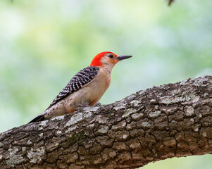 Red-bellied woodpecker (Melanerpes carolinus) looking for food over tree at Hermann Park, Houston, Texas, USA