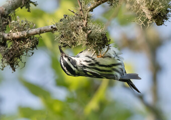 e black and white warbler (Miniotilta varia)