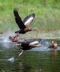 The black-bellied whistling ducks in flight