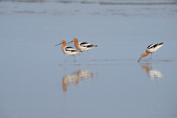 The american avocets feeding in an ocean, Galveston, Texas