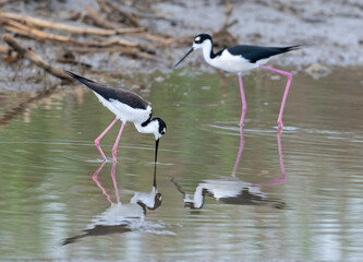 Black-necked stilts (Himantopus mexicanus) feeding at  the East End Beach of Galveston Island