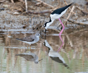 The lesser yellowlegs feeding with Black-necked stilts (Himantopus mexicanus)