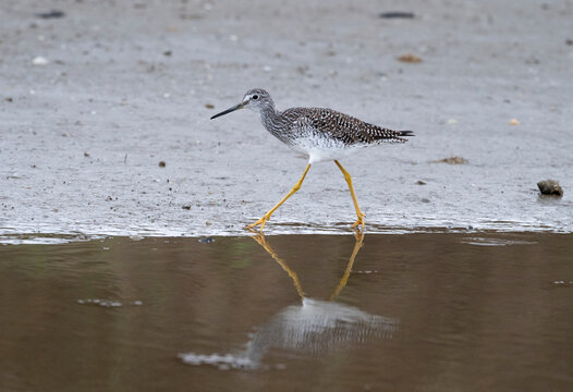 Greater yellowlegs (Tringa melanoleuca)  feeding in the shallow water, Galveston, USA