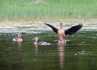 The fulvous whistling duck (Dendrocygna bicolor), Laffite's Cove Nature Preserve, Texas, USA