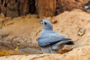 Shikra in pond