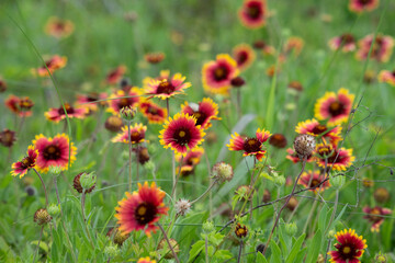 Gaillardia aristata, known as blanket flower or common gaillardia. in bloom, Galveston, Texas, USA