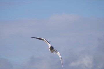 seagull in flight