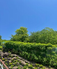 Fototapeta premium 돌담길 위 나무