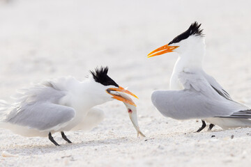 Royal tern (Thalasseus maximus) eating a fish that was given to it by another royal tern on Lido Beach, Florida - Powered by Adobe