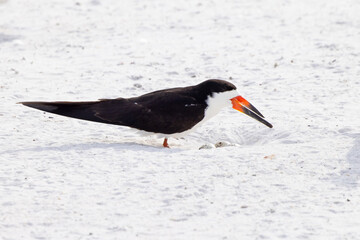 Black skimmer (Rynchops niger) with a nest full of eggs on Lido Beach, Florida. The nest was visible just briefly when one parent took over incubating the eggs for the other. 