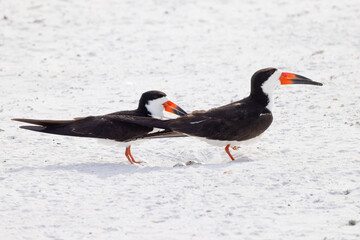 Black skimmers (Rynchops niger) with a nest full of eggs on Lido Beach, Florida. The nest was visible just briefly when one parent took over incubating the eggs for the other. 