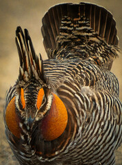 Prairie Chicken
