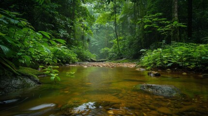 A simple stream in a lush forest, with clear water and vibrant green foliage creating a beautiful and tranquil natural setting.