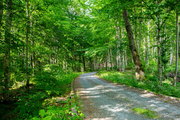 A dirt road through the green deciduous forest. A path through the wild beech forest