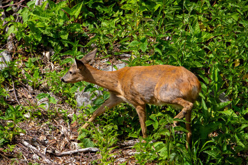 A female deer walking among the vegetation in the natural environment