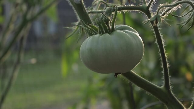 Handheld Shot around a Big Green Tomato Plant growing in a Garden in the Evening Outside 