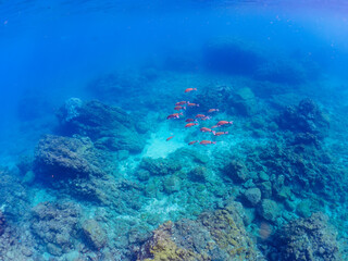 美しいホウライヒメジ（ヒメジ科）の他群れ。

日本国静岡県伊豆半島賀茂郡南伊豆町中木から渡し船で渡るヒリゾ浜にて。
2022年夏水中撮影。

A school of the Beautiful Whitesaddle goatfish and others. 

Hirizohama beach, by ferry from Nakagi, Minami-Izu-cho,  Izu Peninsu