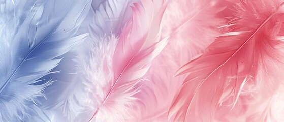 A beautiful and soft background of blue and pink feathers