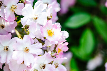 淡いピンクのイヌバラのクローズアップ