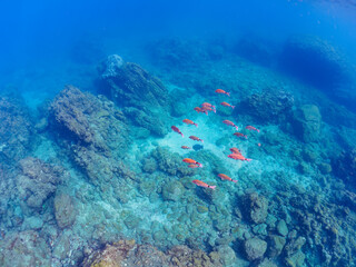 Naklejka premium 美しいホウライヒメジ（ヒメジ科）の他群れ。日本国静岡県伊豆半島賀茂郡南伊豆町中木から渡し船で渡るヒリゾ浜にて。 2022年夏水中撮影。A school of the Beautiful Whitesaddle goatfish and others.Hirizohama beach, by ferry from Nakagi, Minami-Izu-cho, Izu Peninsu