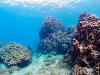ウミトサカ（ウミトサカ科）、イボヤギ（キサンゴ科）他のソフトコーラルが群生する美しい岩礁。

日本国静岡県伊豆半島賀茂郡南伊豆町中木から渡し船で渡るヒリゾ浜にて。
2022年夏水中撮影。

A beautiful reef where Alcyonacea, Orange Cup Coral (Tubastraea foulkneri) and other soft corals grow in 