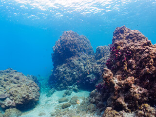 ウミトサカ（ウミトサカ科）、イボヤギ（キサンゴ科）他のソフトコーラルが群生する美しい岩礁。

日本国静岡県伊豆半島賀茂郡南伊豆町中木から渡し船で渡るヒリゾ浜にて。
2022年夏水中撮影。

A beautiful reef where Alcyonacea, Orange Cup Coral (Tubastraea foulkneri) and other soft corals grow in 
