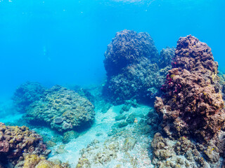 ウミトサカ（ウミトサカ科）、イボヤギ（キサンゴ科）他のソフトコーラルが群生する美しい岩礁。

日本国静岡県伊豆半島賀茂郡南伊豆町中木から渡し船で渡るヒリゾ浜にて。
2022年夏水中撮影。

A beautiful reef where Alcyonacea, Orange Cup Coral (Tubastraea foulkneri) and other soft corals grow in 