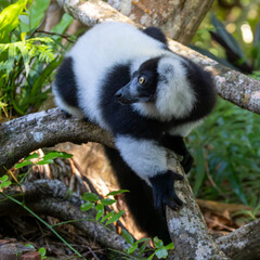 Ein Schwarzweißer Vari liegt auf einem Stamm in der Seitenansicht