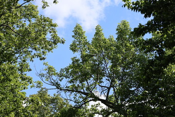 Obraz premium branches against sky